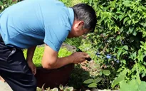 Giám sát nguy cơ gia tăng sốt xuất huyết ở nơi có ca bệnh tử vong