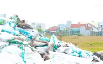 Ô nhiễm môi trường từ những bãi tập kết phân chim cút