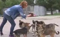 Chó ở Chernobyl có khác biệt di truyền