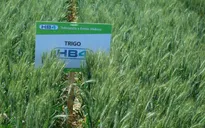 Brazil cho phép trồng lúa mì biến đổi gen