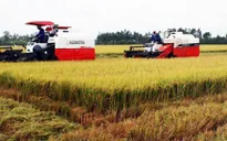 Lúa Đông Xuân trúng mùa, trúng giá