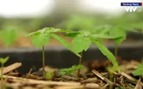 Cần thống nhất pháp lý khi trồng dược liệu dưới tán rừng
