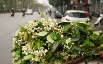 Duyên dáng hoa bưởi về trên phố phường Hà Nội