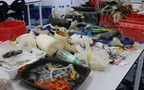 Rác... 30 năm tuổi trên bãi biển Australia