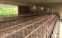 Giá heo giảm kèm lo ngại dịch khiến nhiều người chăn nuôi chưa dám tái đàn