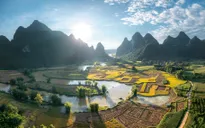 Ngỡ ngàng vẻ đẹp mùa lúa chín tại Trùng Khánh, Cao Bằng