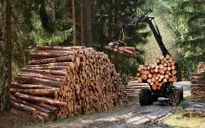 Thị trường châu Âu giảm nhu cầu gỗ xây dựng và nội thất