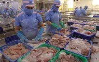 Xuất khẩu cá tra 9 tháng đạt gần 1,4 tỷ USD