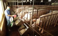 Giá lợn hơi giảm mạnh