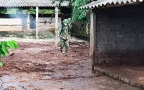 Nghệ An: Dịch tả lợn châu phi xuất hiện tại nhiều địa phương