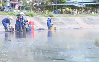 Dầu thải bị đổ trộm trên mặt hồ Linh Đàm