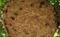 2 anh em suy đa tạng nguy kịch do bị ong vò vẽ đốt