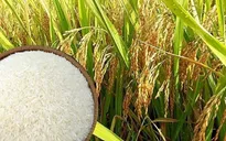Bộ Công Thương lấy ý kiến về nhập khẩu gạo, lá thuốc lá khô năm 2023 và 2024