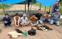 Biến quán cà phê thành sới gà để thu tiền xâu