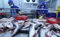 Xuất khẩu cá tra hướng đến mục tiêu 1,77 tỷ USD