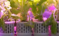 Thiết bị mới trồng rau xanh trên vũ trụ