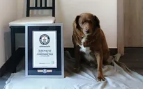 Chú chó già nhất thế giới đã qua đời