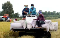 Nông dân lãi tiền tỷ nhờ giá lúa tăng