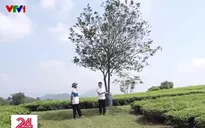 Rủi ro đằng sau những hợp đồng góp vốn “hứa hẹn”