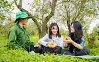 Đến Mộc Châu thăm vườn hồng, thưởng thức hồng giòn tươi ngọt từ trên cây