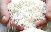 Philippines tăng mua gạo Việt Nam