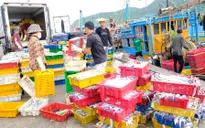 Các địa phương gấp rút khắc phục hạn chế, gỡ “thẻ vàng” IUU