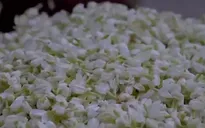 Thành phố nắm giữ bí mật về nước hoa
