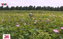 Mùa thu hoạch sen về trên vùng Tháp Mười