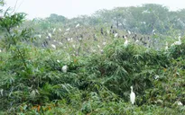 Vườn cò Bằng Lăng - Điểm tham quan độc đáo ở Cần Thơ