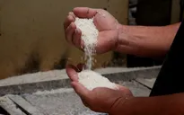Giá lúa, gạo cùng tăng