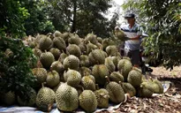 Liên kết tiêu thụ sầu riêng còn lỏng lẻo