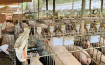 Bà Rịa – Vũng Tàu: Phạt chủ trại heo gần 80 triệu đồng sau phản ánh của VTV