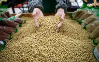Trung Quốc tăng mạnh mua đậu tương từ Mỹ