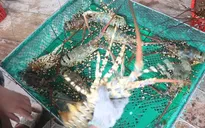 Xuất khẩu tôm hùm gặp khó do yêu cầu chính ngạch