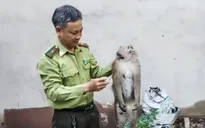 Bắn gây mê 2 con khỉ “đại náo” khu dân cư ở TP Hồ Chí Minh