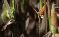 Biến đổi khí hậu tác động tiêu cực đến ngành nông nghiệp thế giới