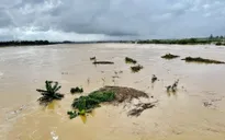 Quảng Ngãi chủ động các biện pháp ứng phó khi lũ lên rất nhanh