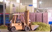 Nông sản kỳ vọng bứt phá dịp cuối năm