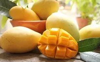 Tiền Giang: Công nhận vườn cây đầu dòng xoài cát Hòa Lộc