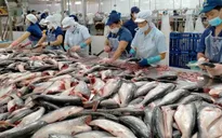 Tin vui từ xuất khẩu thủy sản