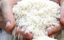 Giá gạo xuất khẩu lập đỉnh mới