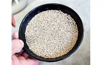 Gạo Nhật Bản giảm kỷ lục do nắng nóng