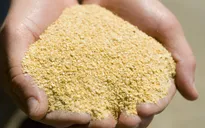 Bộ Tài chính không đồng ý giảm thuế nhập khẩu khô dầu đậu tương về 0%