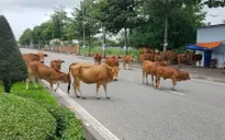 Tai nạn rình rập từ gia súc thả rông ngoài đường