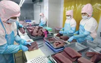 Xuất khẩu cá ngừ sang Italy tăng 30 lần