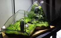 Độc đáo thú chơi cây cảnh trong bình thủy tinh