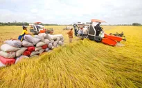 Sẽ sớm triển khai 1 triệu ha lúa chất lượng cao phát thải thấp