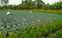 Dồi dào hoa trái, cây cảnh, sẵn sàng vào cao điểm Tết