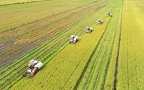 Đến 2030, hình thành 1 triệu hecta vùng chuyên canh lúa chất lượng cao, phát thải thấp