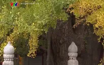 Chiêm ngưỡng lá vàng, lá đỏ ở Bắc Kinh (Trung Quốc)